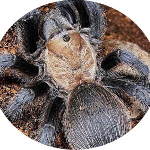 Aphonopelma hentzi 2/3FH (1cm)