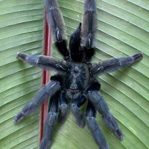 Psalmopoeus sp. tononegro L2/3