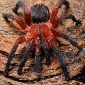 Dolichothele rufoniger male 2-2.5cm body