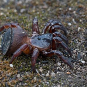 Cyclocosmia cf. Latusicosta (oreo trapdor) Female subadult/adult