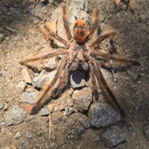 Phrixotrichus scrofa 1FH
