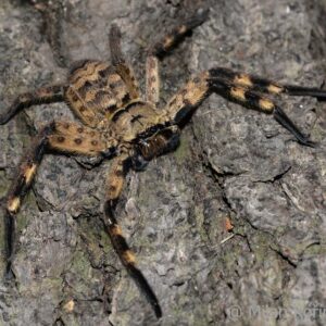 Barylestis scutatus 1-2.fh