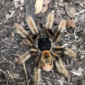 Phrixotrichus vulpinus 1FH