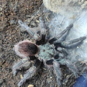 Euathlus truculentus Hermosa Samica +samiec 2dc