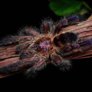 Avicularia sp.Columbia 1FH