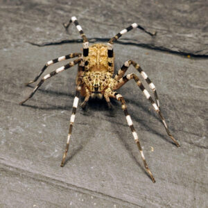 Viridasius fasciatus 3-4FH