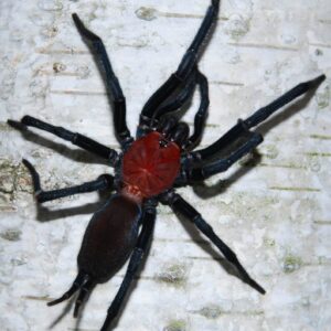 Harmonicon oiapoqueae 3FH