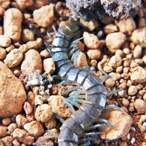 Skolopendra dalmatica 4-5cm