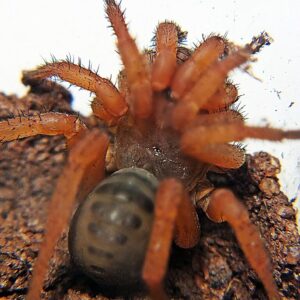 Luthela sp. trapdor 1-1.5dc