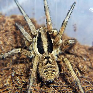 Lycosa praegrandis female subadult