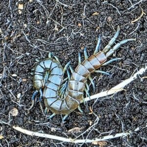 Skolopendra dalmatica 3cm