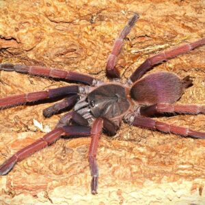 Selenobrachys sp romblon pink 1FH