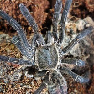 Cyriopagopus vonwirthi 1-2FH