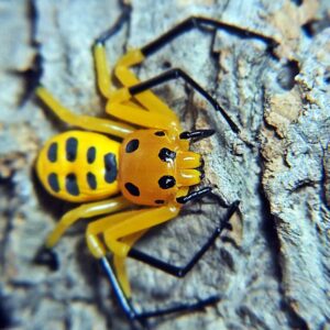 Platythomisus octomaculatus (pikachu spider) 1/2FH