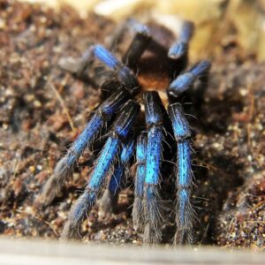Birupes simoroxigorum female +male 3bcm