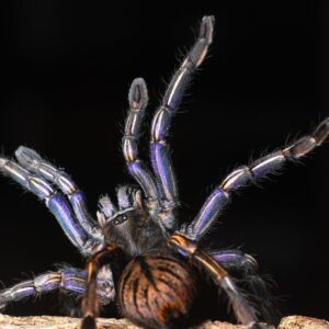 Cyriopagopus sp. Purple Zebra Female 2cm body