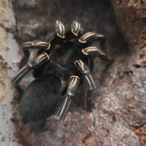 Cyriopagopus albostriatus 2-3FH