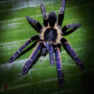 Ornithoctoninae sp. ranong blue feamle +male 2-2.5bcm