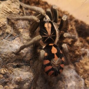 Hapalopus sp.bolivar 2FH