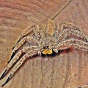 Heterodpoda javana L1/2FH x10