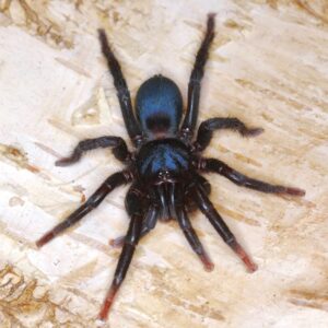 Sahydroaraneus raja 1/2FH