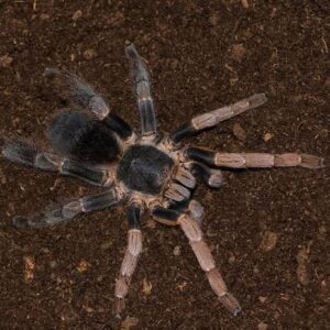 Ornithoctoninae vietnam Highland FH 3