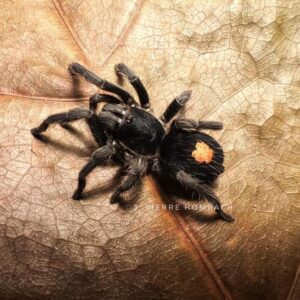 Cyriocosmus sp. oronegro 2FH