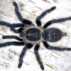 Ornithoctoninae sp. Laos PDA female 2cm body