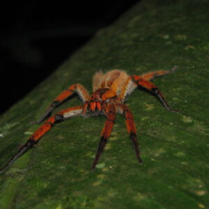 Cupiennius coccineus 3FH