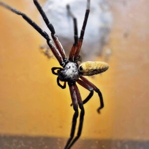 Rhitymna sp.Vietnam 1-2FH