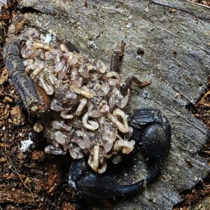 Chaerilus sp. Komodo 3.FH