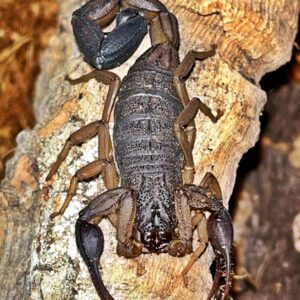 Centruroides margaritatus subadult/adult