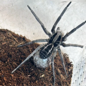 Lycosa sp.Urugwaj 2.FH