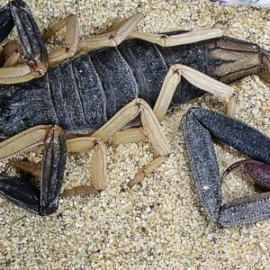 Centruroides nigrimanus 4.FH