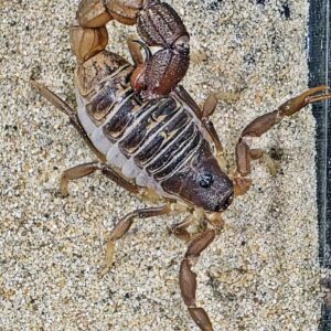Parabuthus pallidus Brown 3-4FH