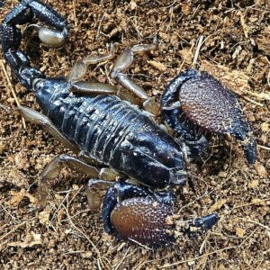 Pandiniurus exitialis subadult/adult
