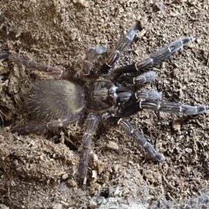 Ephebopus rufuescens 1-2FH