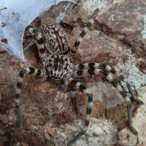 Eusparassus walckenaeri 1-2FH