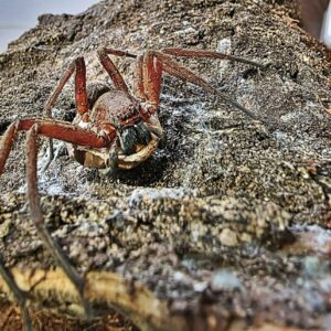 Heteropoda tetrica Red 1-2FH