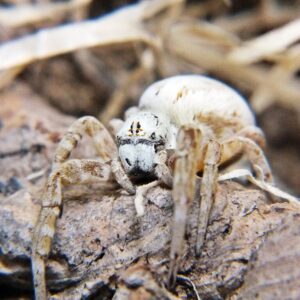 Stegodyphus dufouri 1cm body