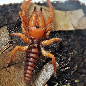 Dinorhax rostrumpsittaci Female 2cm body