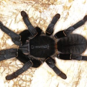 Cyriopagopus minax Big Black female +male 2-2.5cm body