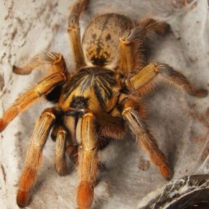 Augacephalus breyeri 2.FH
