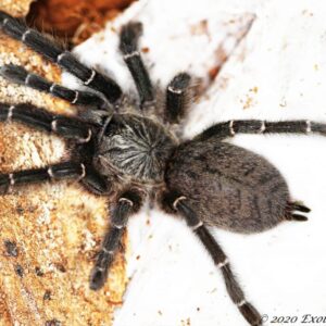 Pterinochilus murinus DCF Botswana/Zimbabwe 2.FH