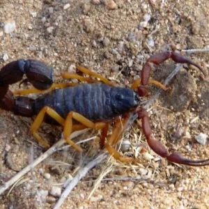 Parabuthus villosus Typical Morph i3