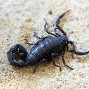 Parabuthus villosus black i5