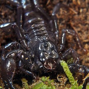 Pandiunus imperator i3