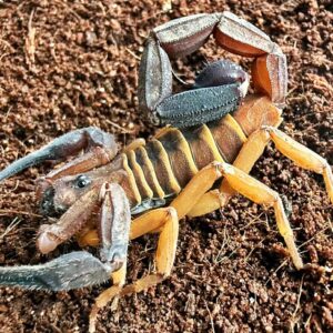 Babycurus gigas i4