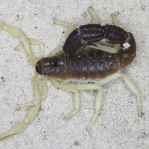 Parabuthus schlechteri i3
