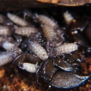 Liocheles australasiae i2-3